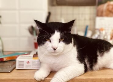 Dovanojamas katinas Šiauliuose – Haskis