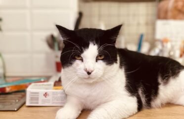 Dovanojamas katinas Šiauliuose – Haskis