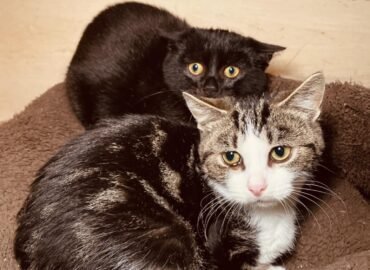 Kačiukai ieško namų Šiauliuose