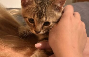 Katė Makedonietis ieško namų (karantinuojamas)