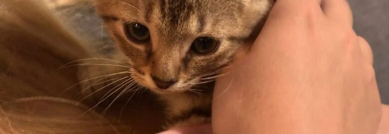 Katė Makedonietis ieško namų (karantinuojamas)