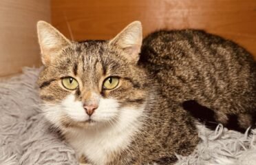 Katinas ieško namų Šiauliuose – Larsas