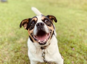Šuo ieško namų Šiauliuose – Rokis Balboa