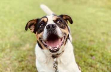 Šuo ieško namų Šiauliuose – Rokis Balboa