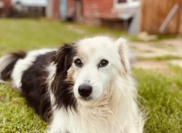 Dovanojamas šuo Verbūnuose, Šiaulių raj. – Guru