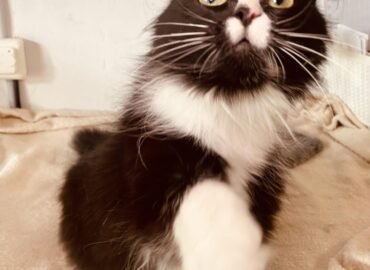 Katė ieško namų Šiauliuose – Fata