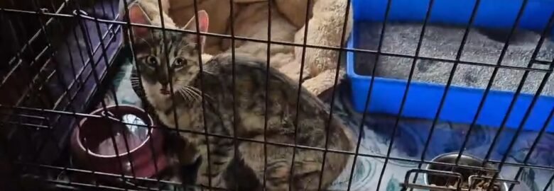 Katė be uodegos ieško namų Šiauliuose