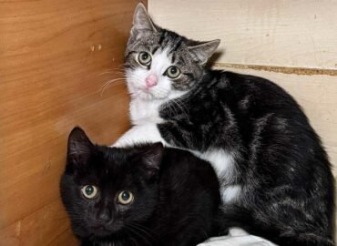 Kačiukai ieško namų Šiauliuose