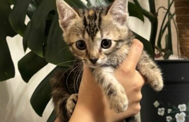 Katė Elžbieta ieško namų (karantinuojamas)