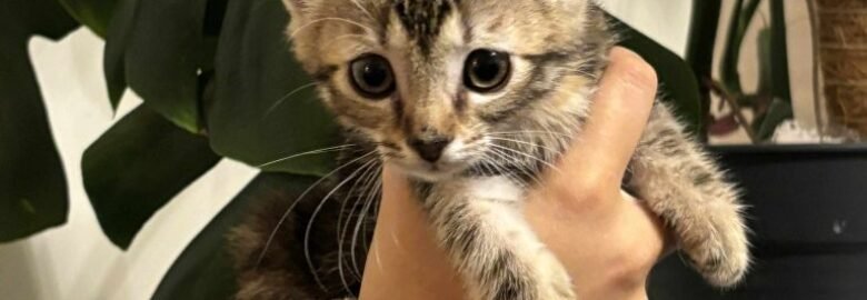 Katė Elžbieta ieško namų (karantinuojamas)