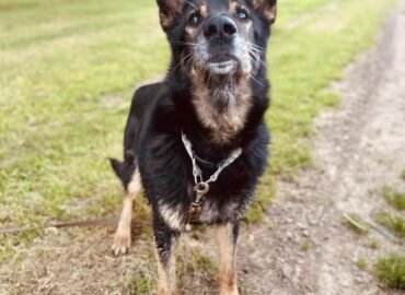 Dovanojamas šuo Verbūnuose, Šiaulių raj – Lordas