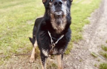 Dovanojamas šuo Verbūnuose, Šiaulių raj – Lordas