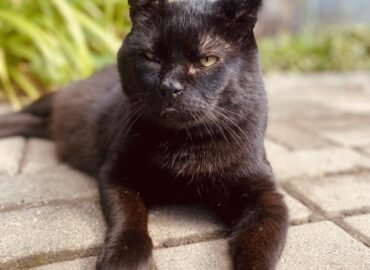 Dovanojamas katinas Šiauliuose – Lokiukas