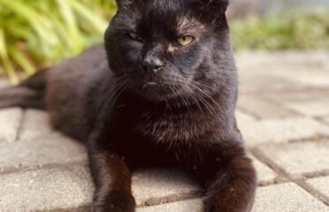 Dovanojamas katinas Šiauliuose – Lokiukas