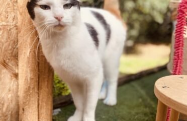 Dovanojama katė Šiauliuose – Lizė