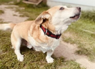 Dovanojamas šuo Verbūnuose, Šiaulių raj – Mykoliukas