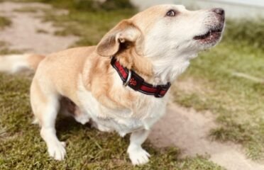 Dovanojamas šuo Verbūnuose, Šiaulių raj – Mykoliukas