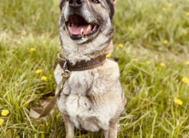 Dovanojama kalytė Šiauliuose – Tera