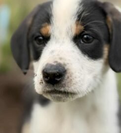 Dovanojami šuniukai Šiauliuose