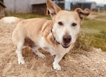 Dovanojamas šuo Verbūnuose, Šiaulių raj – Mykoliukas
