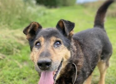 Dovanojamas šuo Verbūnuose, Šiaulių raj. – Pilotas