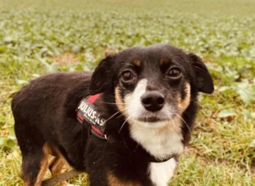 Šuo ieško namų Šiauliuose – Urdis