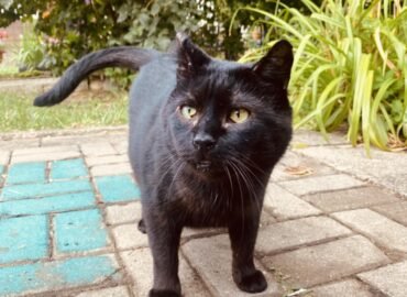 Dovanojamas katinas Šiauliuose – Lokiukas