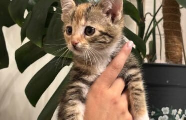 Katė Kleopatra ieško namų (karantinuojamas)