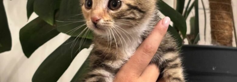 Katė Kleopatra ieško namų (karantinuojamas)