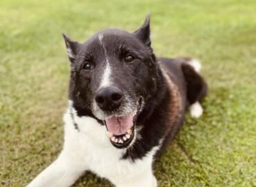 Šuo ieško namų Šiauliuose – Guliveris