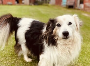 Dovanojamas šuo Verbūnuose, Šiaulių raj. – Guru