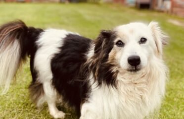 Dovanojamas šuo Verbūnuose, Šiaulių raj. – Guru