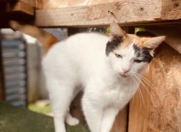 Dovanojama katė Šiauliuose – Lizė