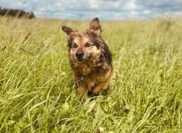 Dovanojamas šuo Šiauliuose – Kudlius