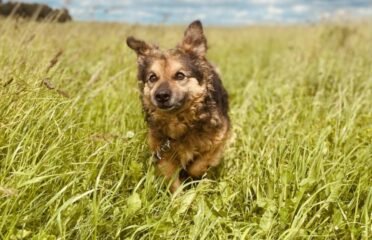 Dovanojamas šuo Šiauliuose – Kudlius