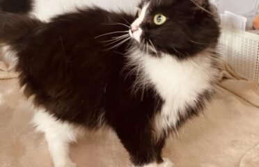 Katė ieško namų Šiauliuose – Fata