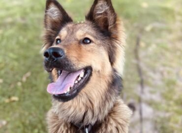 Dovanojama kalytė Šiauliuose – Mirta