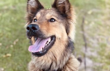 Dovanojama kalytė Šiauliuose – Mirta