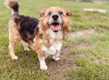 Dovanojamas šuo Šiauliuose – Sidabrėlis