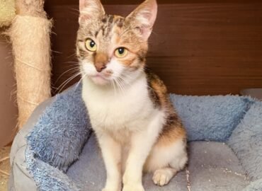 Katė ieško namų Šiauliuose – Davina