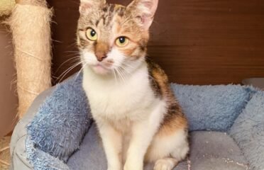 Katė ieško namų Šiauliuose – Davina