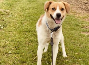 Dovanojamas šuo Verbūnuose, Šiaulių raj – Harčis