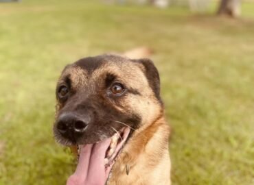 Dovanojamas šuo Šiauliuose – Grikis