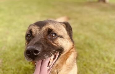 Dovanojamas šuo Šiauliuose – Grikis