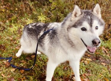 Dovanojamas šuo Šiauliuose – Aralas