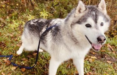 Dovanojamas šuo Šiauliuose – Aralas