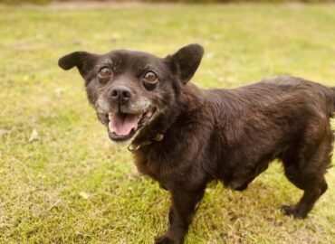 Dovanojamas šuo Verbūnuose, Šiaulių raj – Velvetas