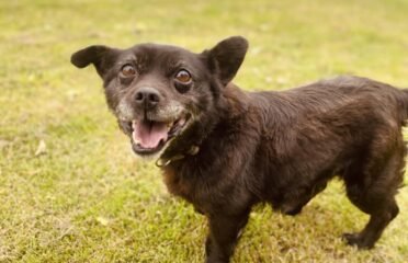 Dovanojamas šuo Verbūnuose, Šiaulių raj – Velvetas