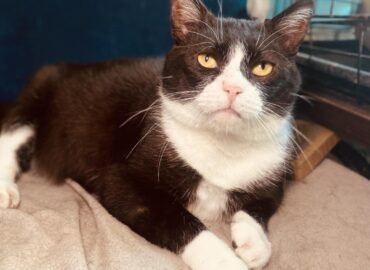 Dovanojamas katinas Šiauliuose – Bajoras