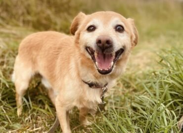 Dovanojamas šuo Šiauliuose – Dubis